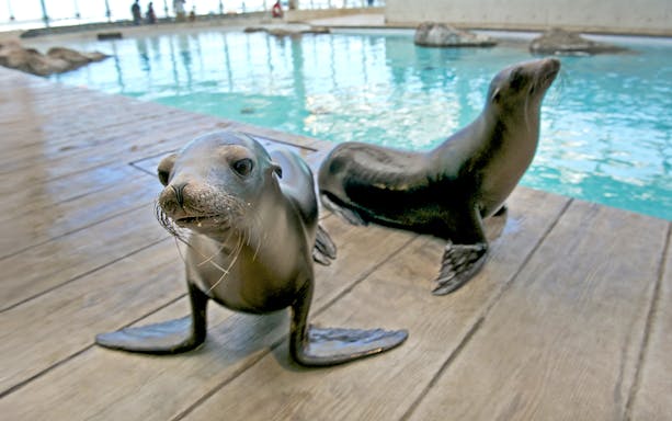 Baby sea lions swimming in a tank at New England Aquarium, Boston.