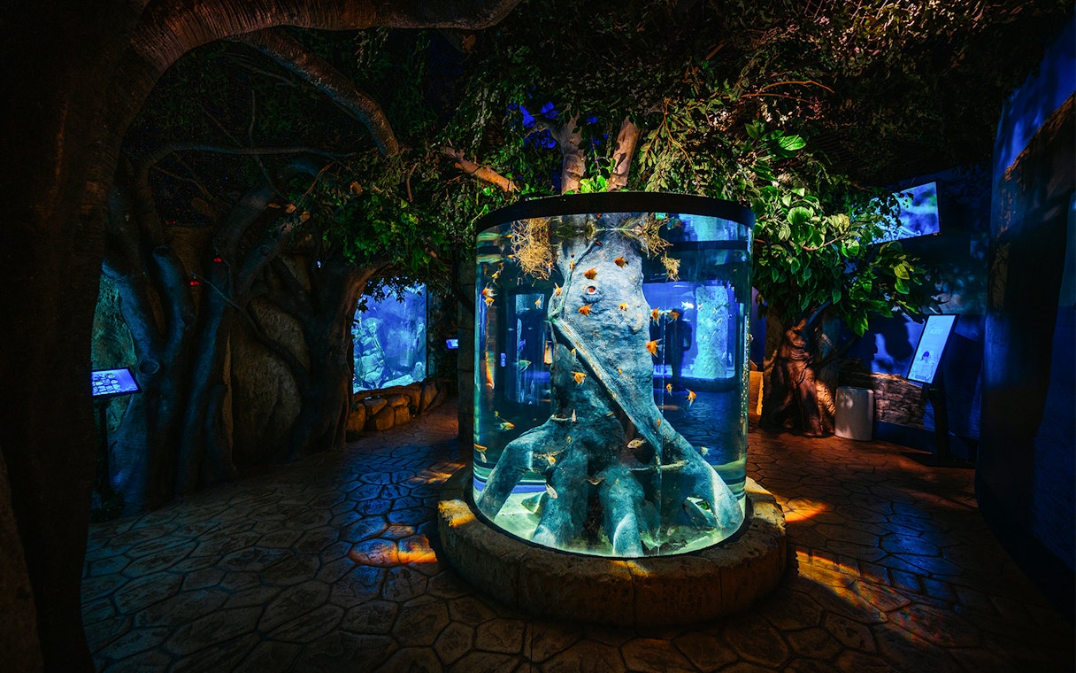 Tree-shaped aquarium centerpiece at Malta National Aquarium.