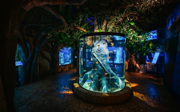 Tree-shaped aquarium centerpiece at Malta National Aquarium.