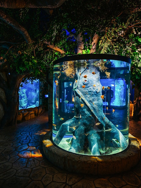 Tree-shaped aquarium centerpiece at Malta National Aquarium.