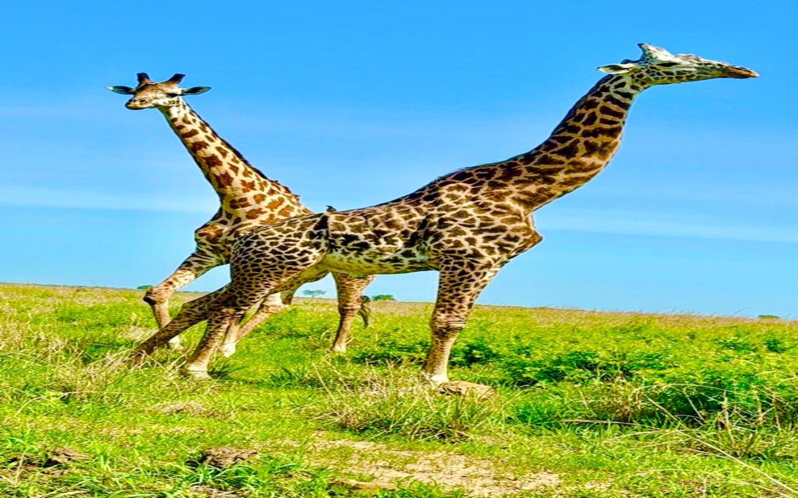 From Zanzibar: Mikumi National Park Day Safari with Flights and Transfers Image 2