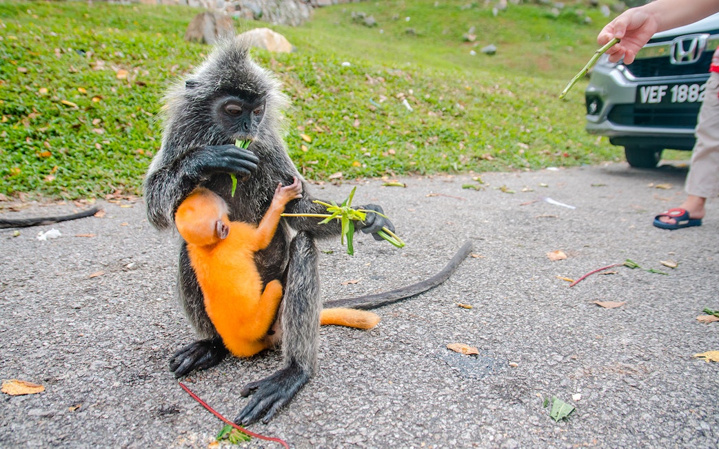 Monkey with baby eating leaves at Batu Caves, Kuala Lumpur.