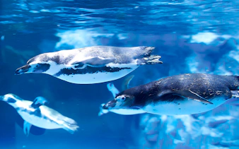 Penguins swimming at Jamsil Lotte World Aquarium in Seoul.