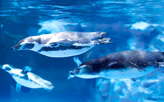 Penguins swimming at Jamsil Lotte World Aquarium in Seoul.