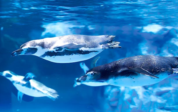 Penguins swimming at Jamsil Lotte World Aquarium in Seoul.