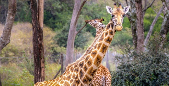 Giraffe Centre Nairobi