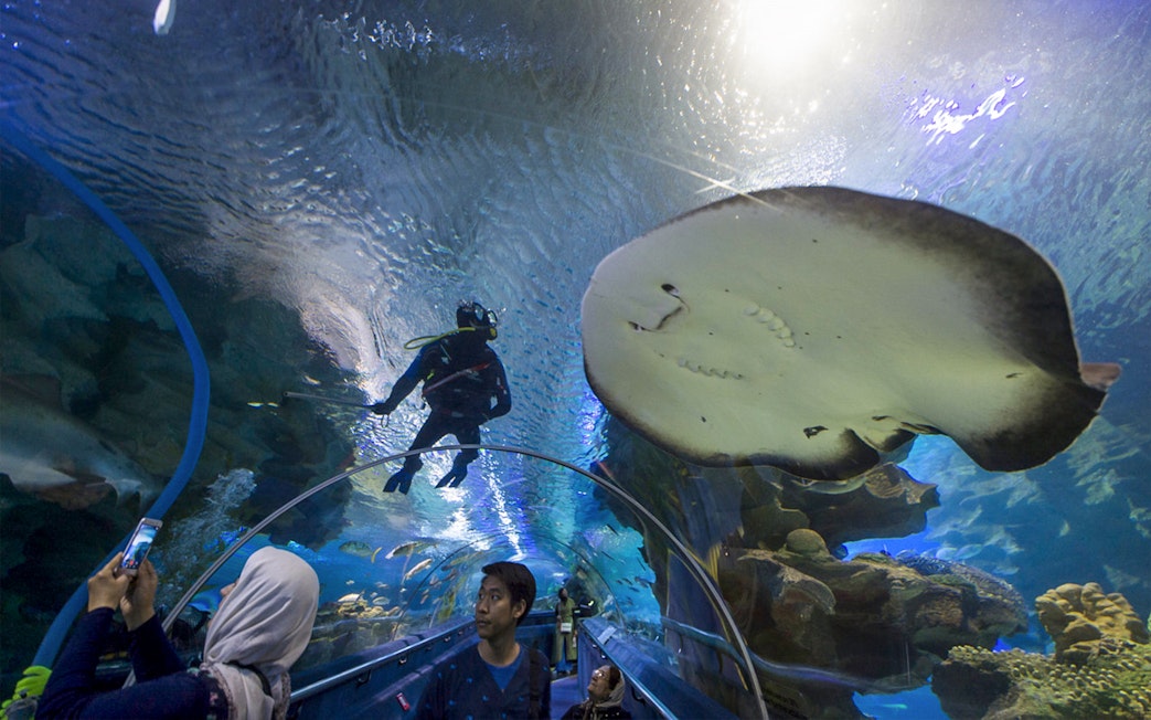 Aquaria KLCC tunnel with visitors viewing diver and stingray overhead.