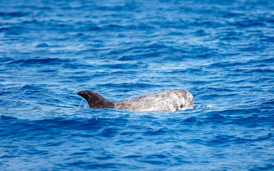 Dolphin swimming in the ocean during a Gran Canaria sunset cruise.