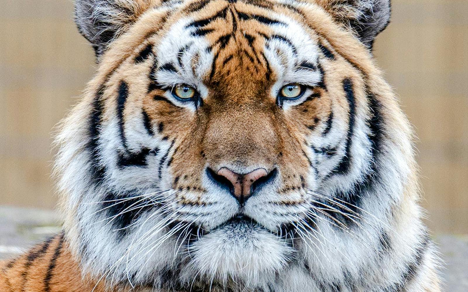 Tiger face close-up at Blackpool Zoo.