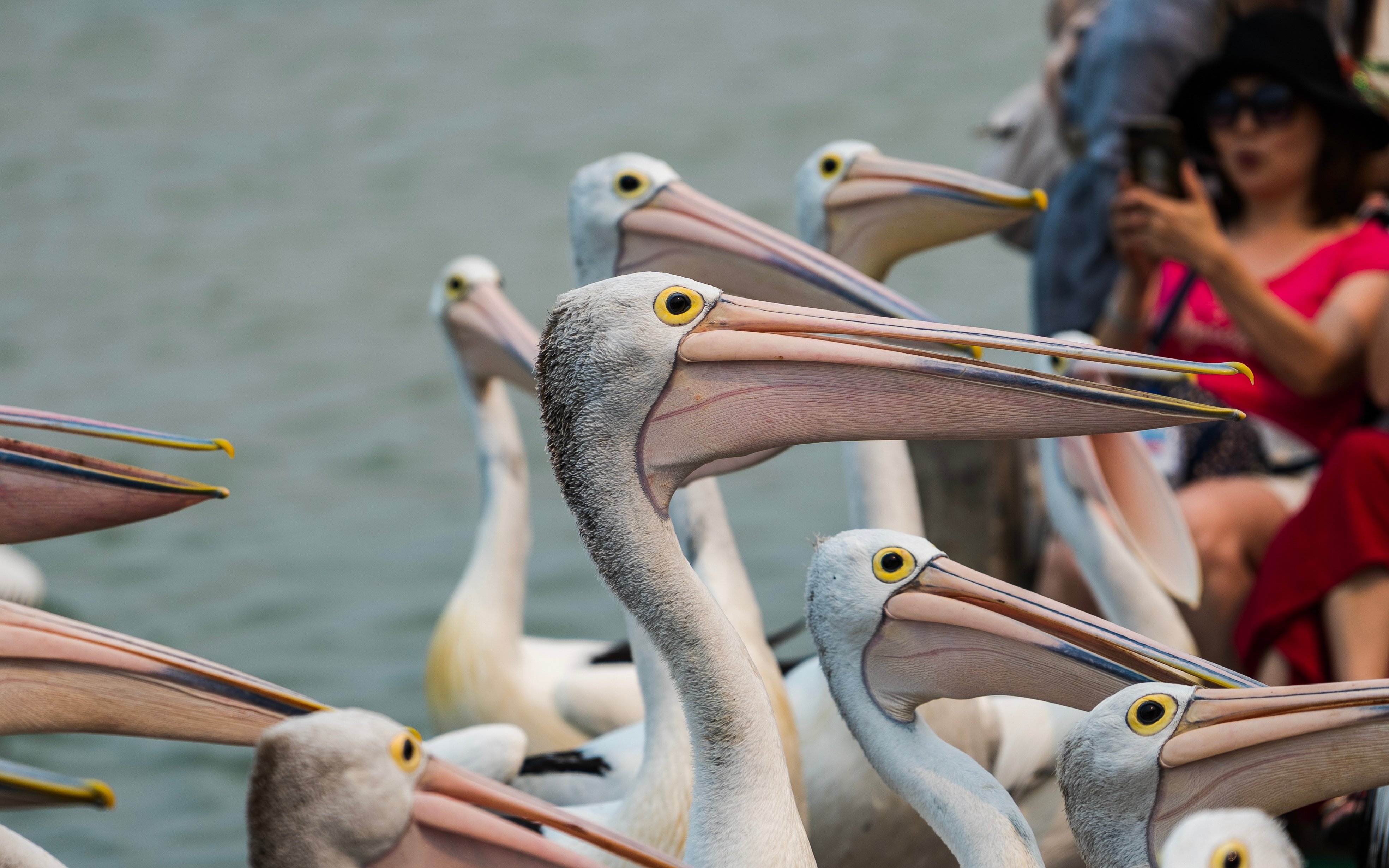 Pelicans gathered by the water, waiting to be fed, with tourists observing.