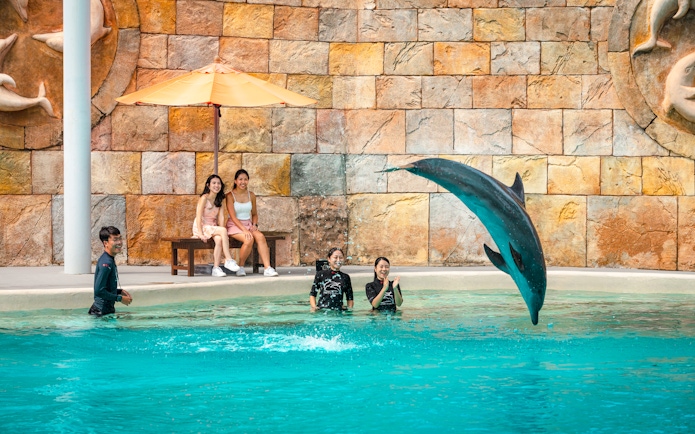 Visitors watching a dolphin jump during the Dolphin Observer Show at Dolphin Island.