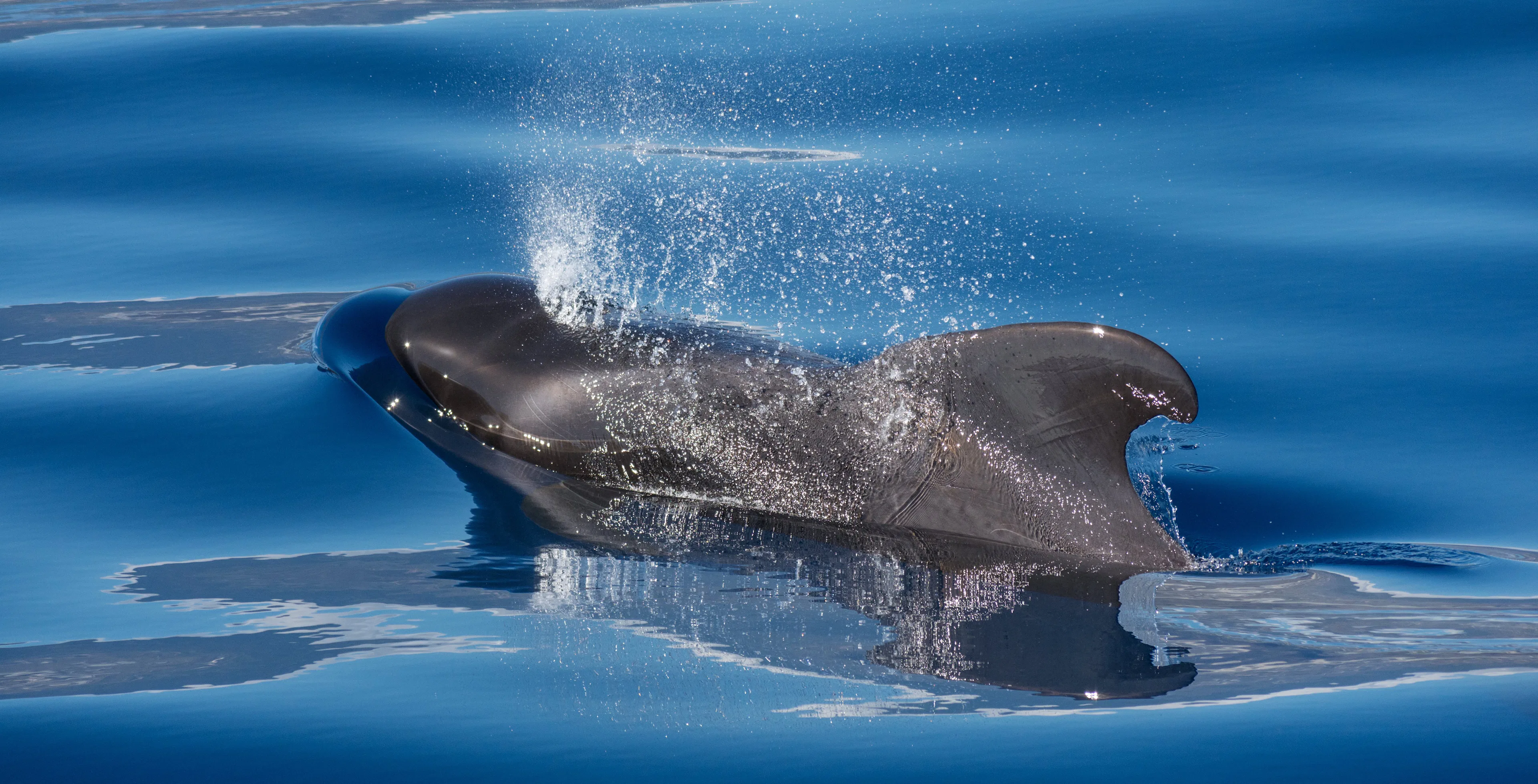 Short-finned pilot whales (most common)