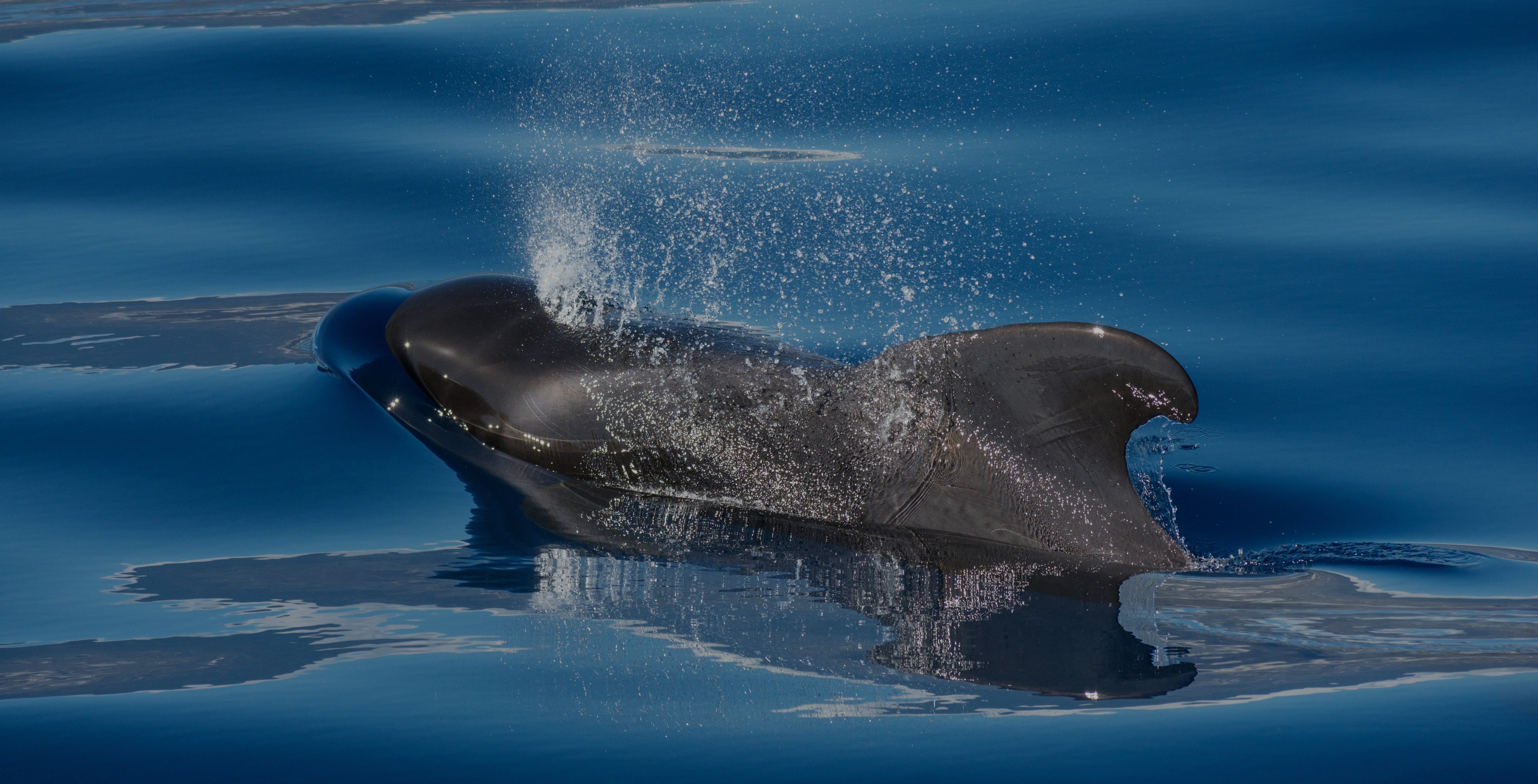 Pilot whale surfacing during whale watching trip in Puerto Rico de Gran Canaria, Spain.