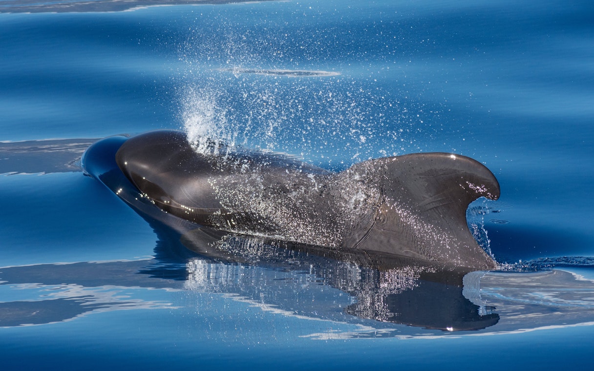 Pilot whale surfacing during whale watching trip in Puerto Rico de Gran Canaria, Spain.