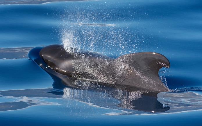 Pilot whale surfacing during whale watching trip in Puerto Rico de Gran Canaria, Spain.