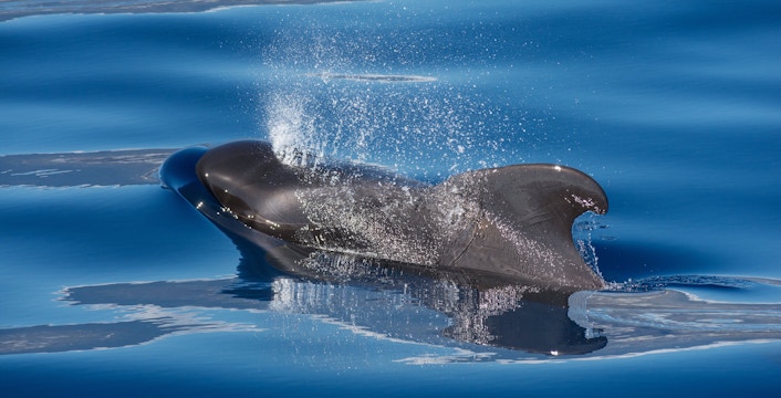 Gran Canaria Whale Watching