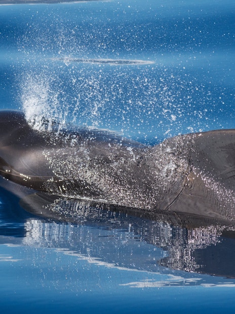 Pilot whale surfacing during whale watching trip in Puerto Rico de Gran Canaria, Spain.