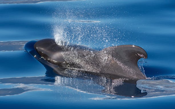 Pilot whale surfacing during whale watching trip in Puerto Rico de Gran Canaria, Spain.