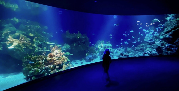 Visitor observing marine life in a large tank at Downtown Aquarium Houston.