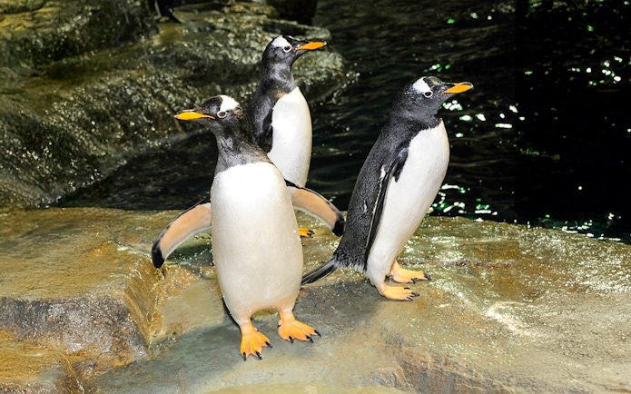 Penguins standing on rocks at Central Park Zoo exhibit.