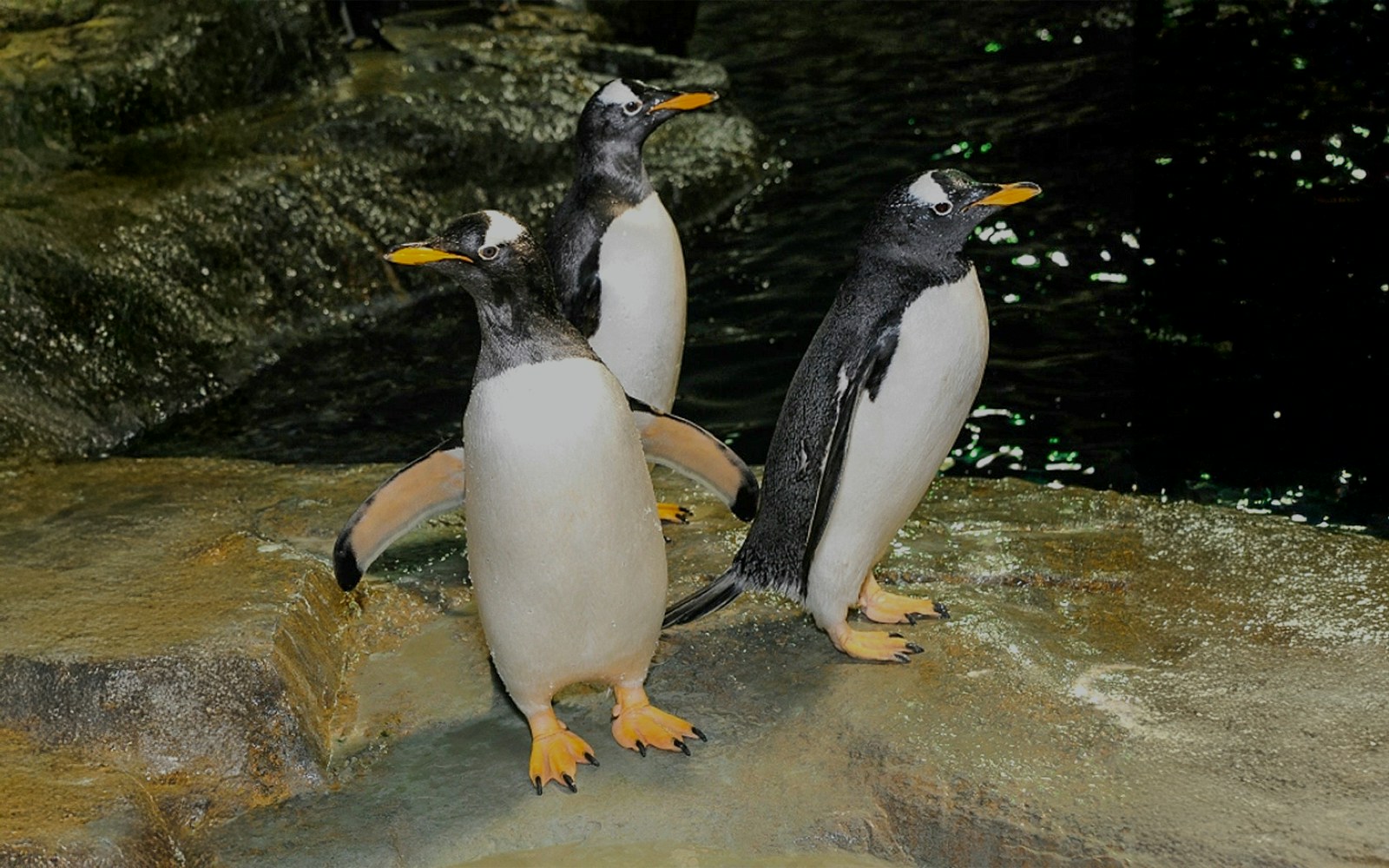 Central Park Zoo
