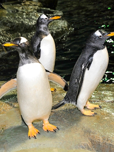 Penguins standing on rocks at Central Park Zoo exhibit.