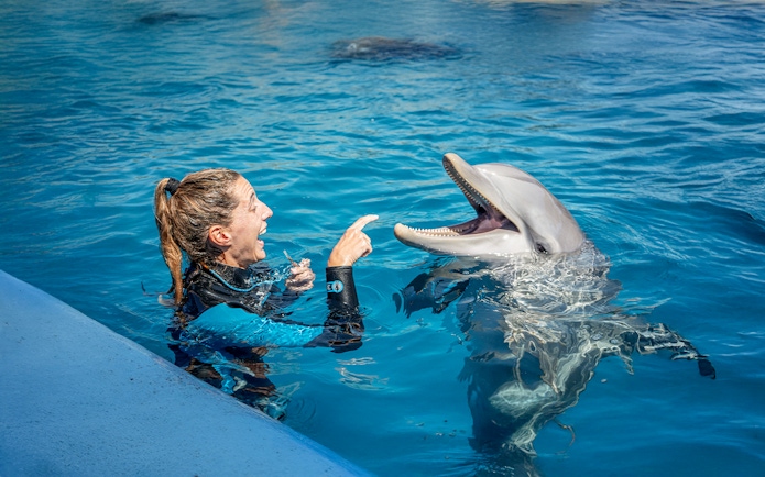 Dolphin interacting with show master at Oceanographic Valencia.