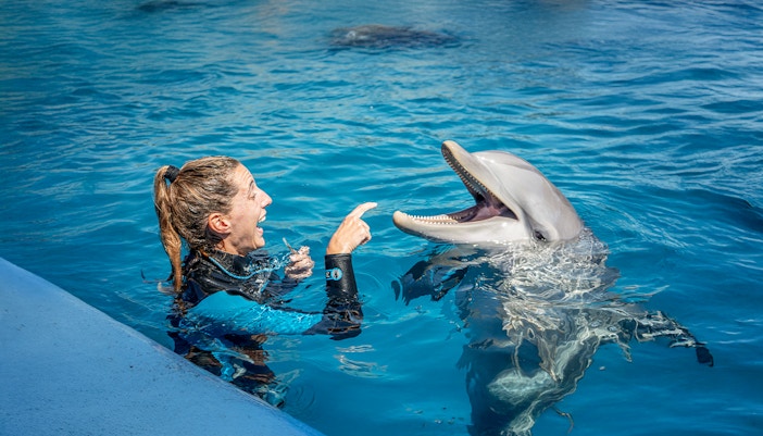 Dolphin interacting with show master at Oceanographic Valencia.