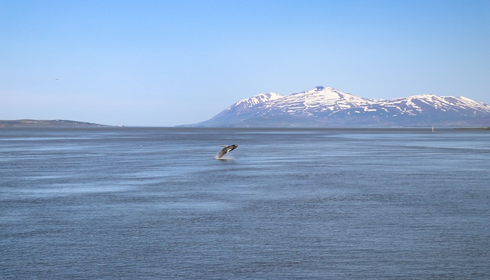 Whale breaching in Reykjavik waters during a classic whale watching tour.
