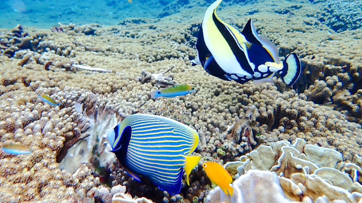 Colorful fish swimming over coral reef in Similan Islands.