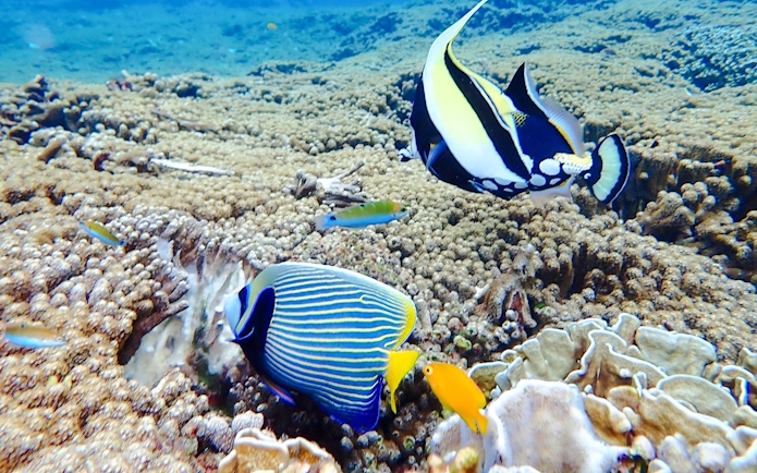 Colorful fish swimming over coral reef in Similan Islands.