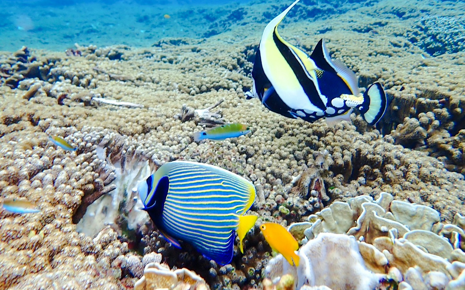 Colorful fish swimming over coral reef in Similan Islands.