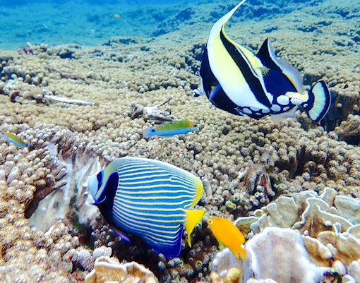 Colorful fish swimming over coral reef in Similan Islands.