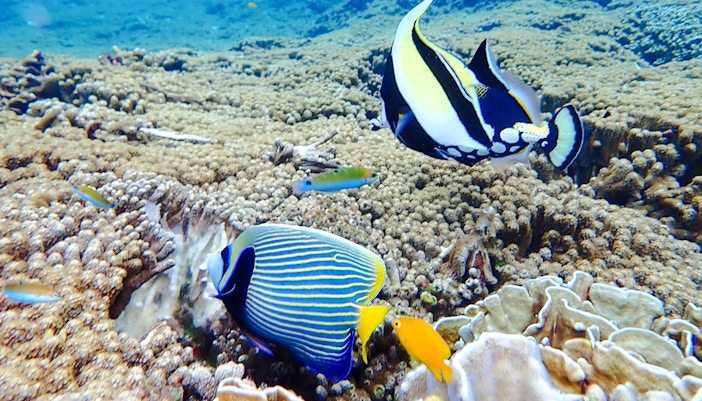 Colorful fish swimming over coral reef