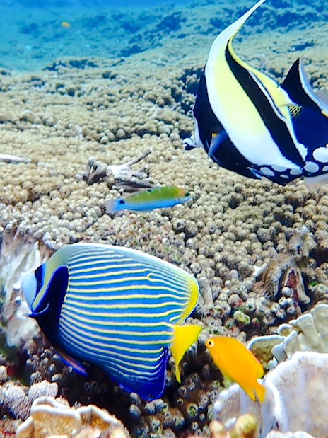 Colorful fish swimming over coral reef in Similan Islands.