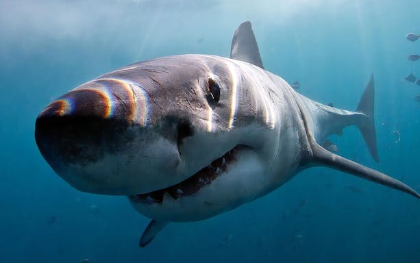 Shark swimming near cage during diving excursion in Gansbaai.