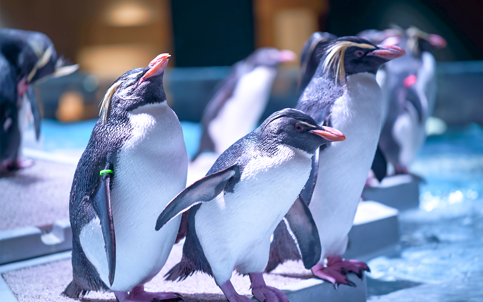Marineland of Antibes