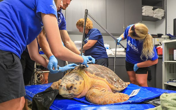 Staff measuring a sea turtle at Clearwater Marine Aquarium during Winter the Dolphin Experience.