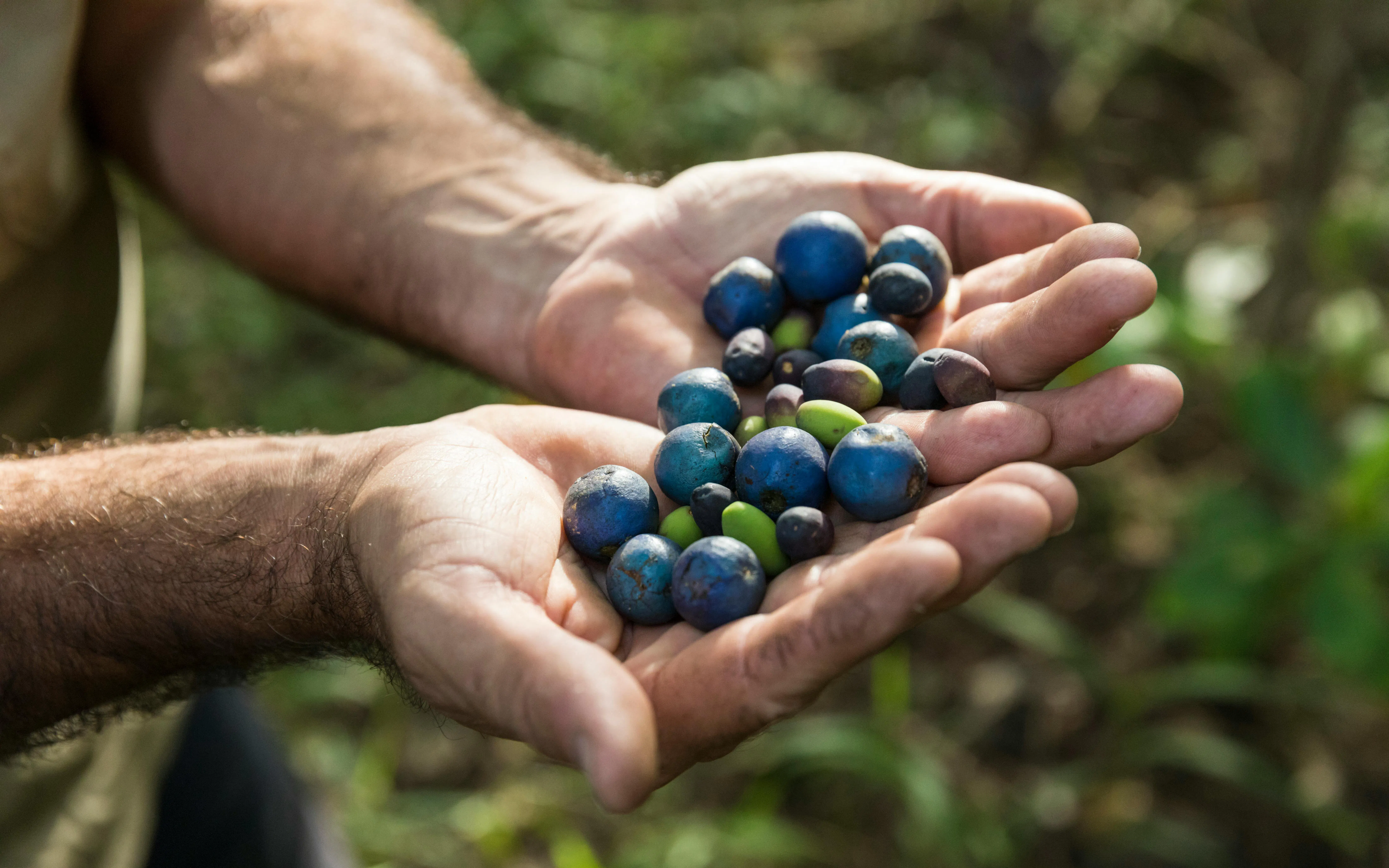 Hands holding native berries in the Daintree Rainforest, part of the Great Barrier Reef tour.