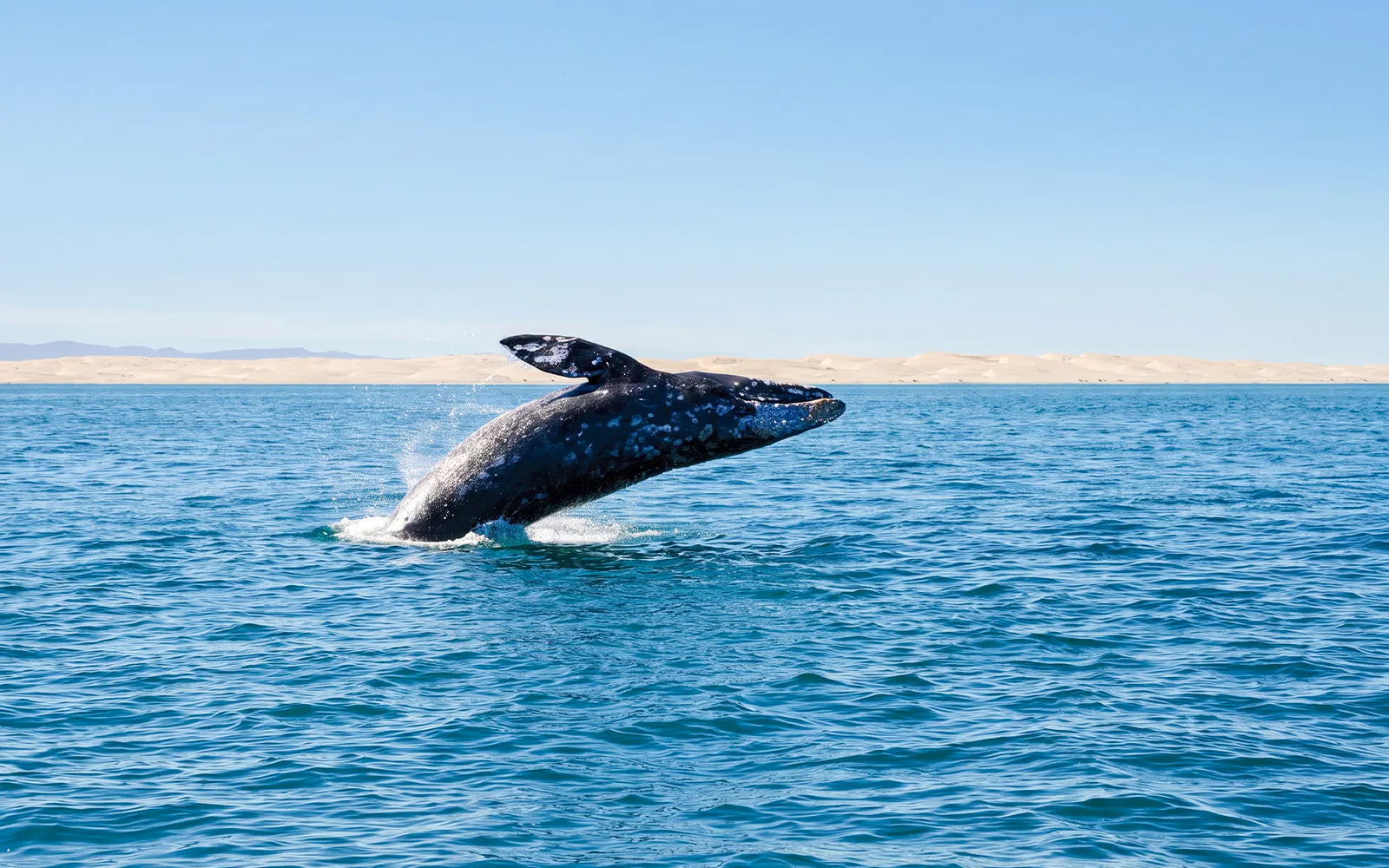 Whale breaching in ocean during San Diego Whale & Dolphin Watching Adventure Cruise.