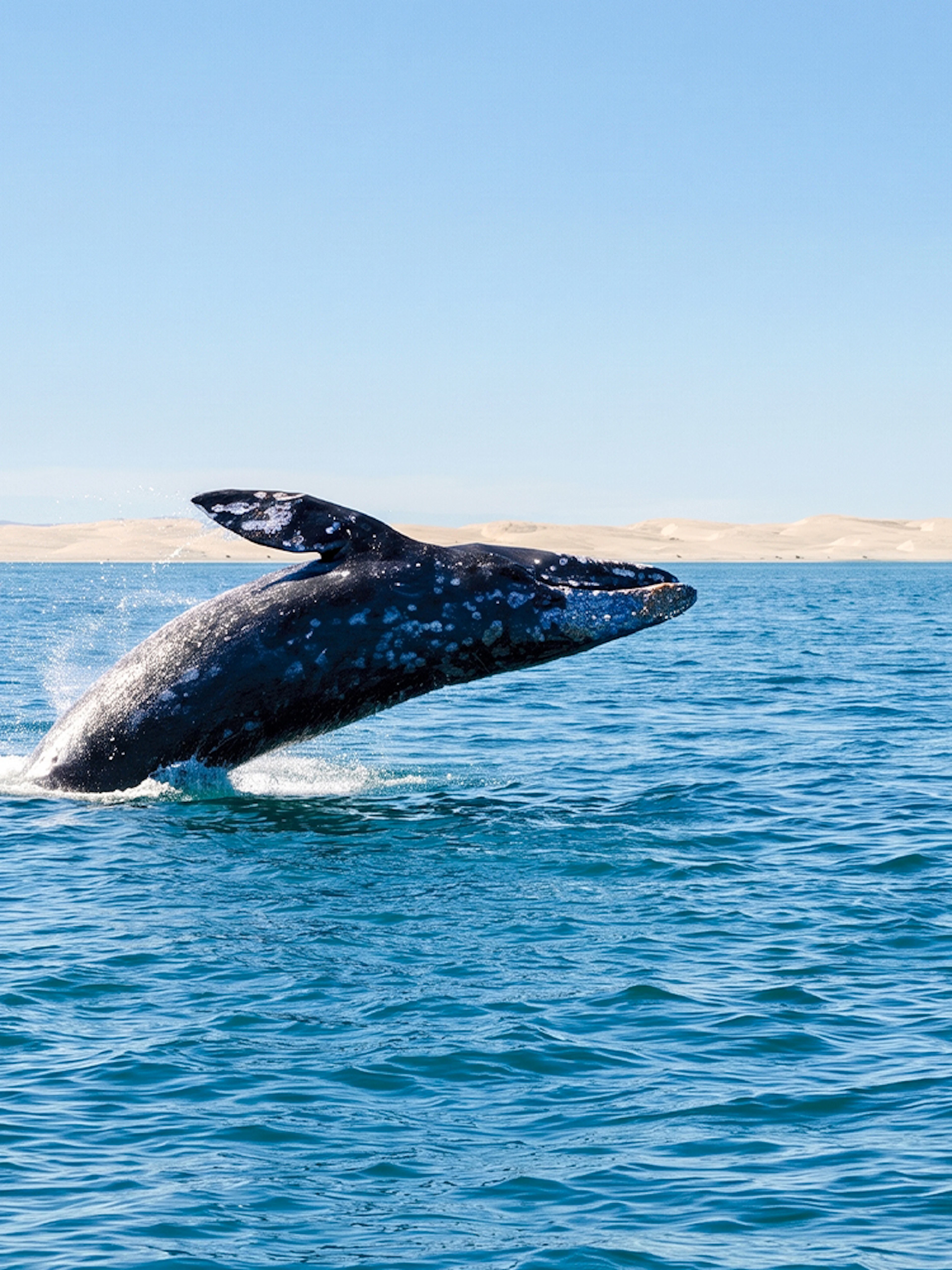 Whale breaching in ocean during San Diego Whale & Dolphin Watching Adventure Cruise.