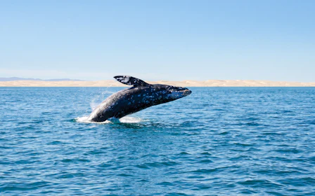 3.5+ Hour San Diego Whale Watching Cruise with Natural History Museum Narration