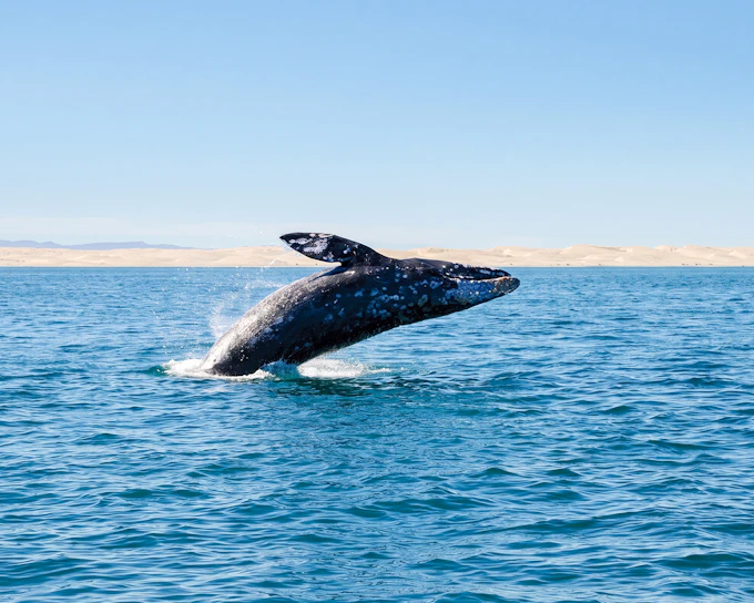 San Diego Whale & Dolphin Watching Cruise with Naturalist Narration (Product 55461)