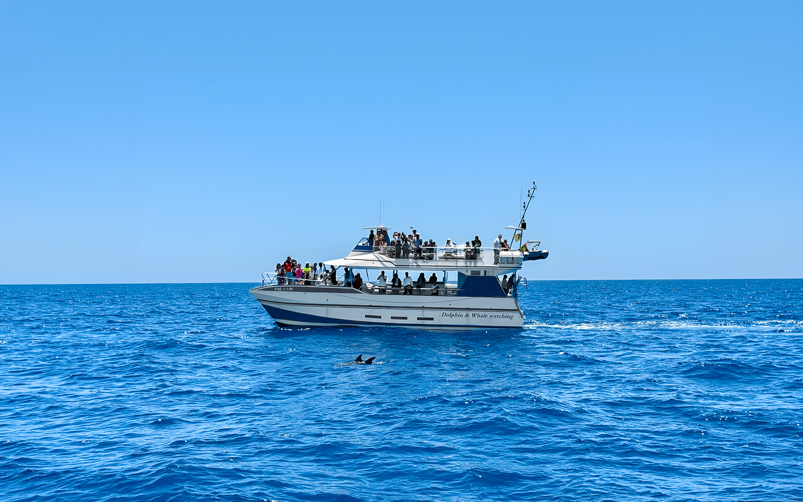 Tourists on a boat during Dolphin & Whale Watching Cruise with glass bottom viewing.