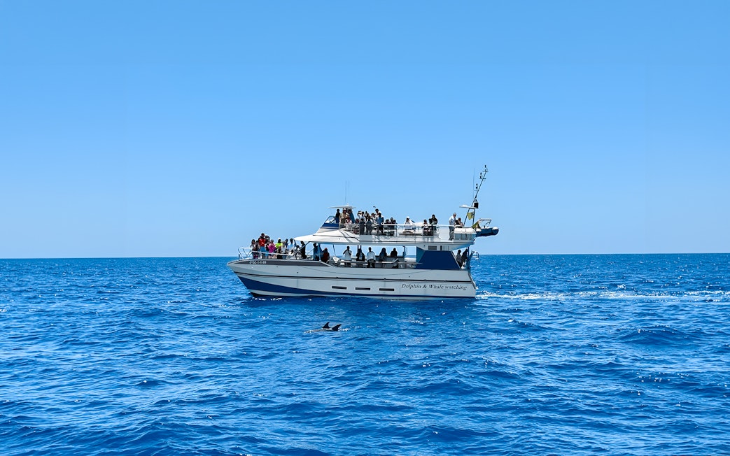 Tourists on a boat during Dolphin & Whale Watching Cruise with glass bottom viewing.
