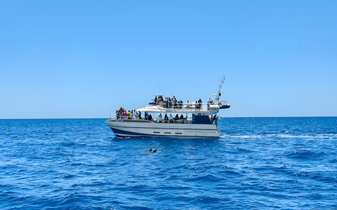 Tourists on a boat during Dolphin & Whale Watching Cruise with glass bottom viewing.