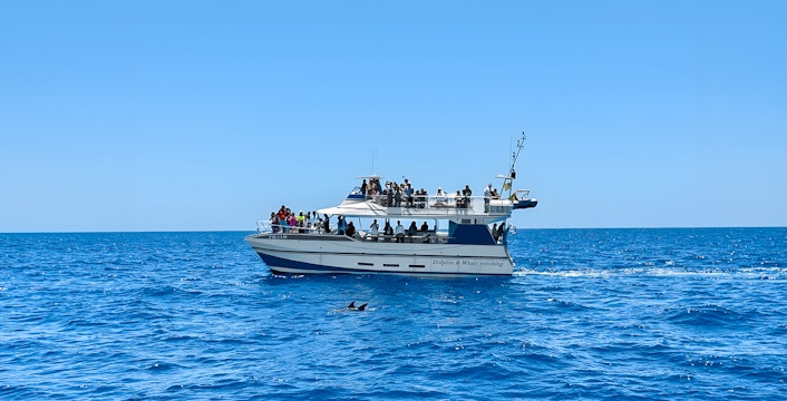 Tourists on a boat during Dolphin & Whale Watching Cruise with glass bottom viewing.