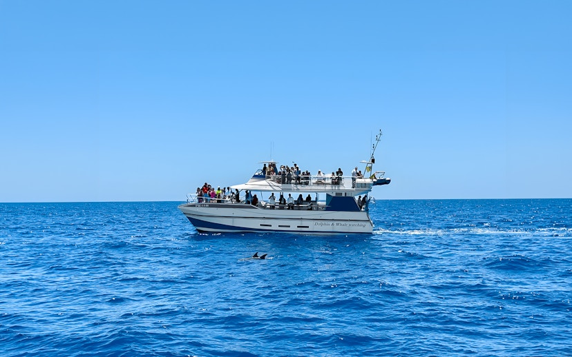 Tourists on a boat during Dolphin & Whale Watching Cruise with glass bottom viewing.