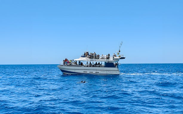 Tourists on a boat during Dolphin & Whale Watching Cruise with glass bottom viewing.