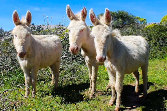 sailboat excursion to asinara national park from stintino-10